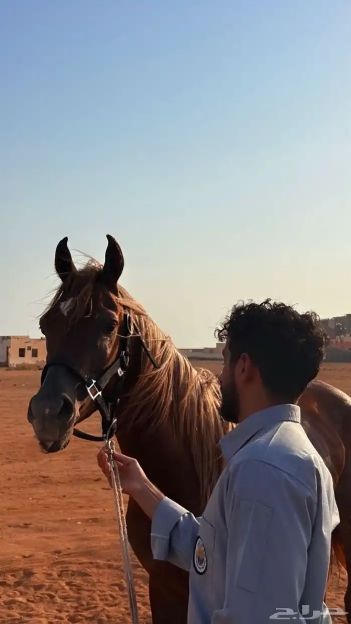 خيل 2