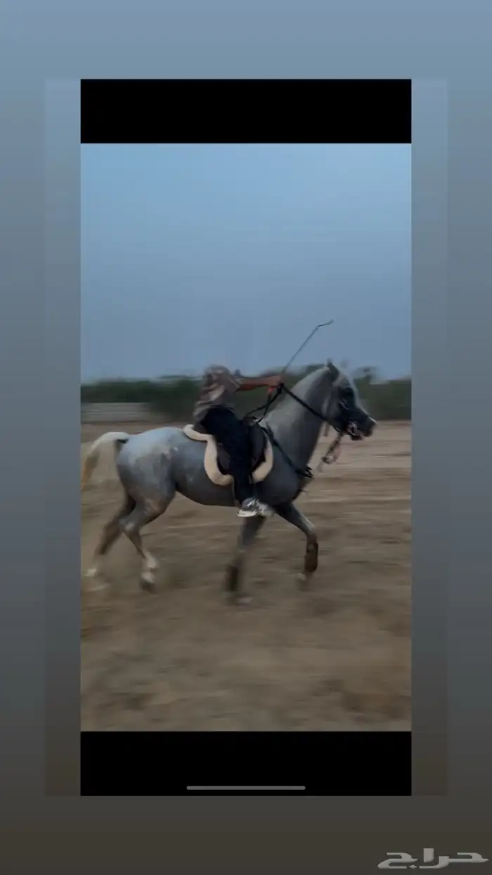 خيل عربي للبيع 3