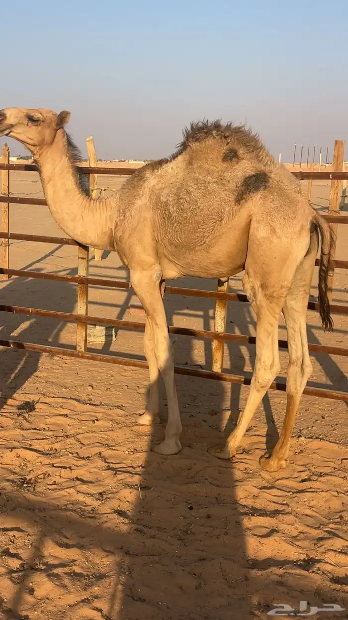 حشو للبيع 1