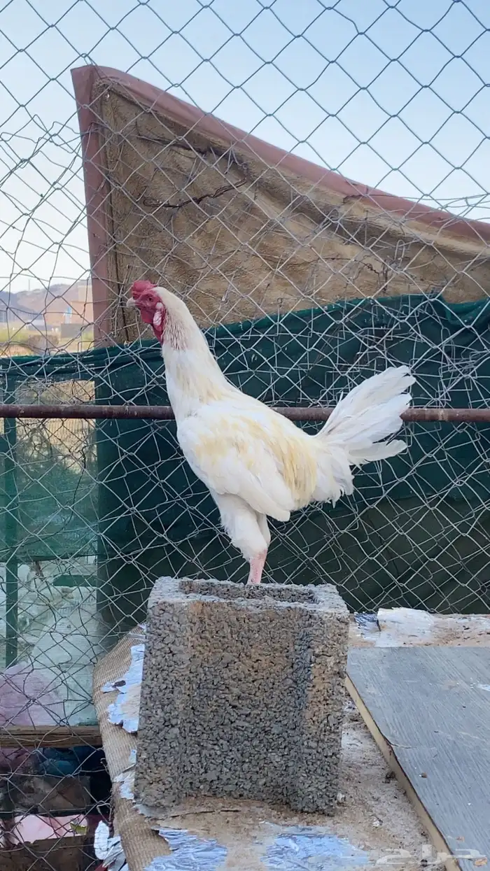 ديك بكستاني ودجاجه بلدي 2