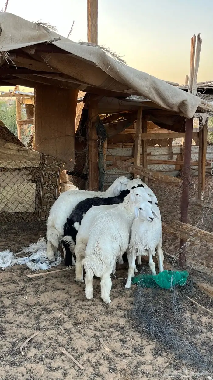 حريات طليان للبيع 1