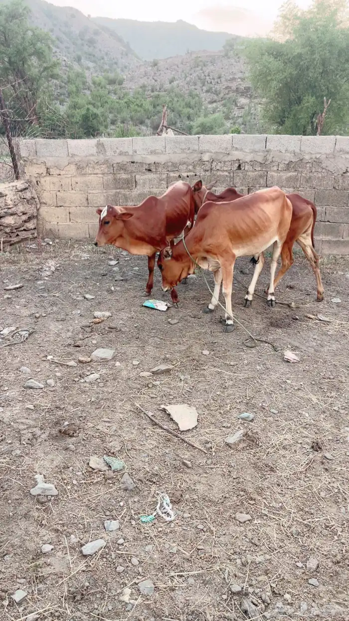 بقر للبيع العدد 5 وحده عليها عجل ذكر ولبن وافر ولله الحمد 3