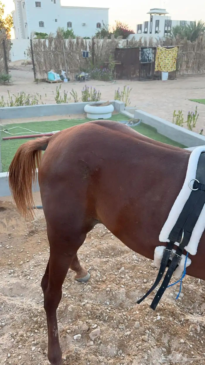 خيل شعبي 1