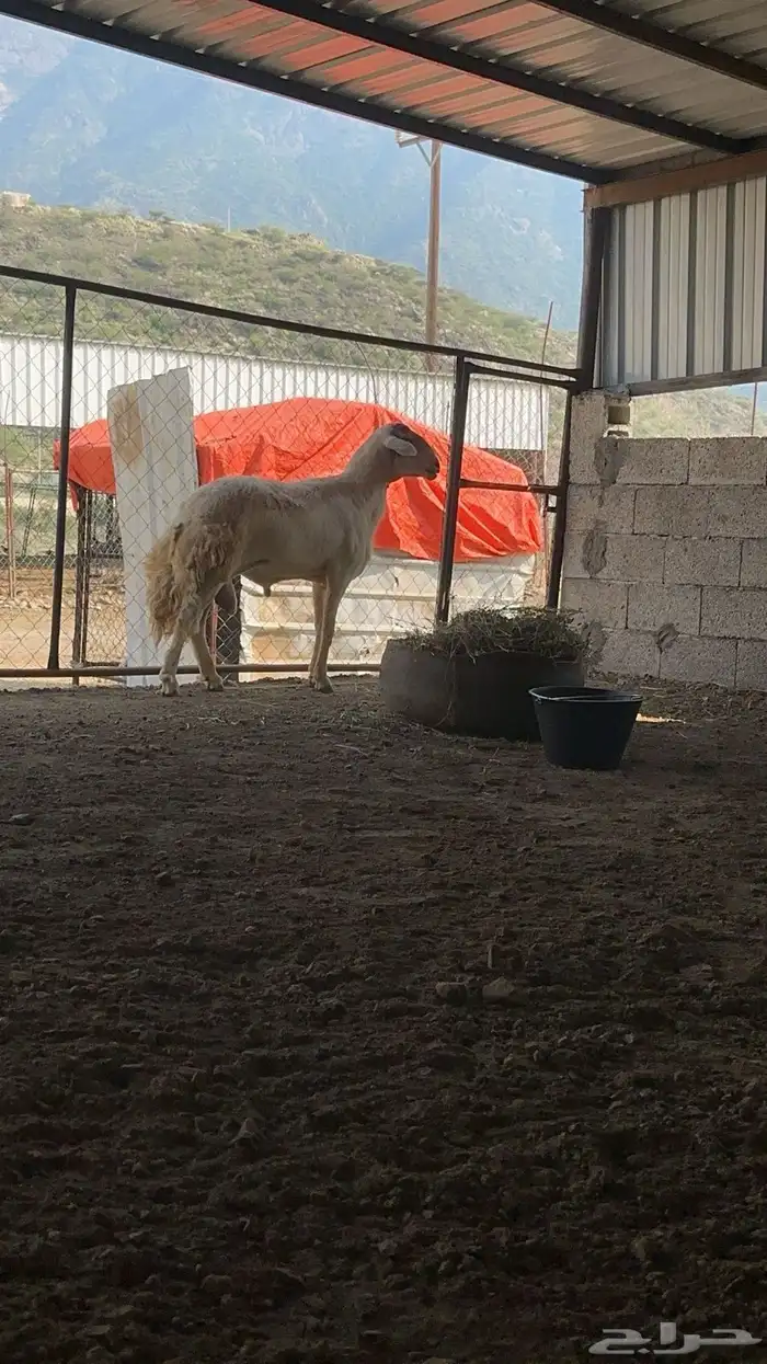 خروف حري 1