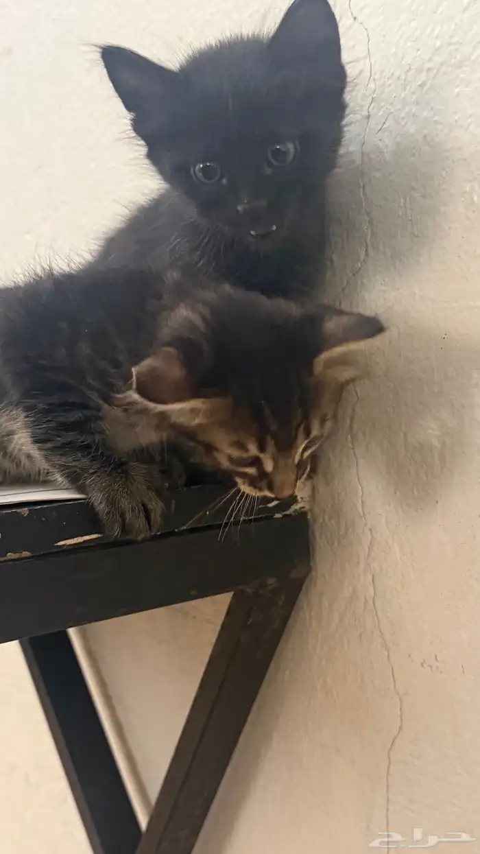 حيوانات قطط 0