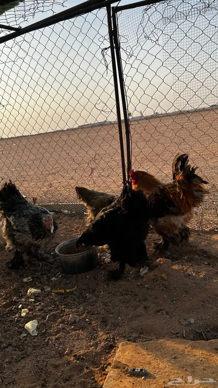 دجاج براهما 0