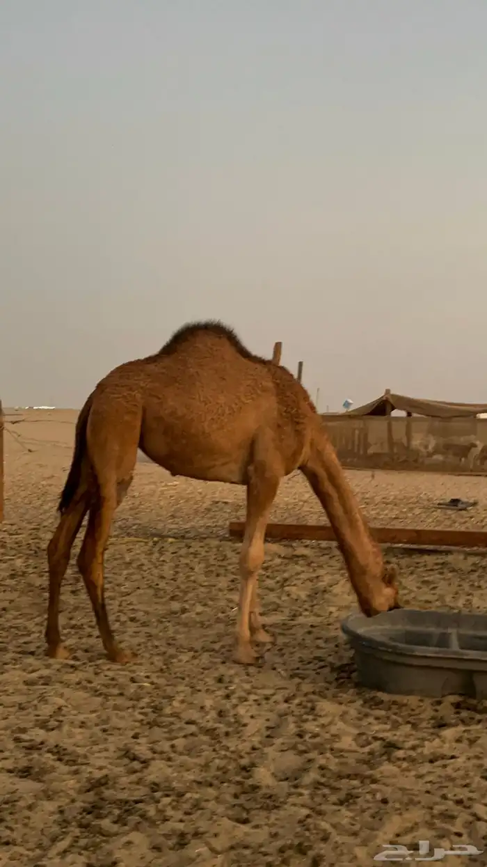 بكره ساحليه منوة القنئ 2