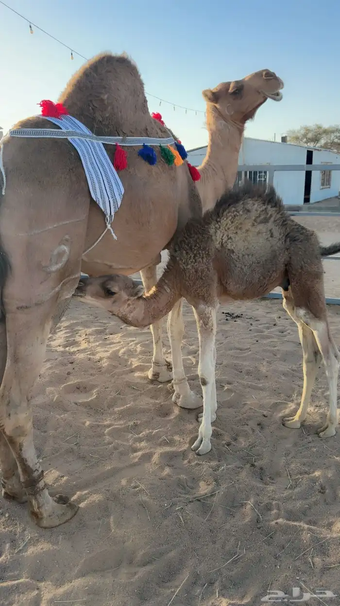 للبيع خلفه مصغر. انباعت الله يبارك لراعيها 2