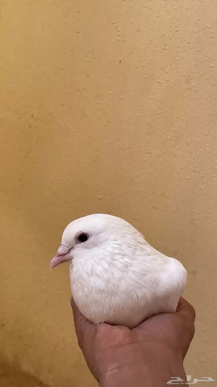 حمام لاحم 1