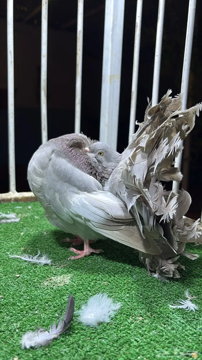 رقاصي فانتيل 0