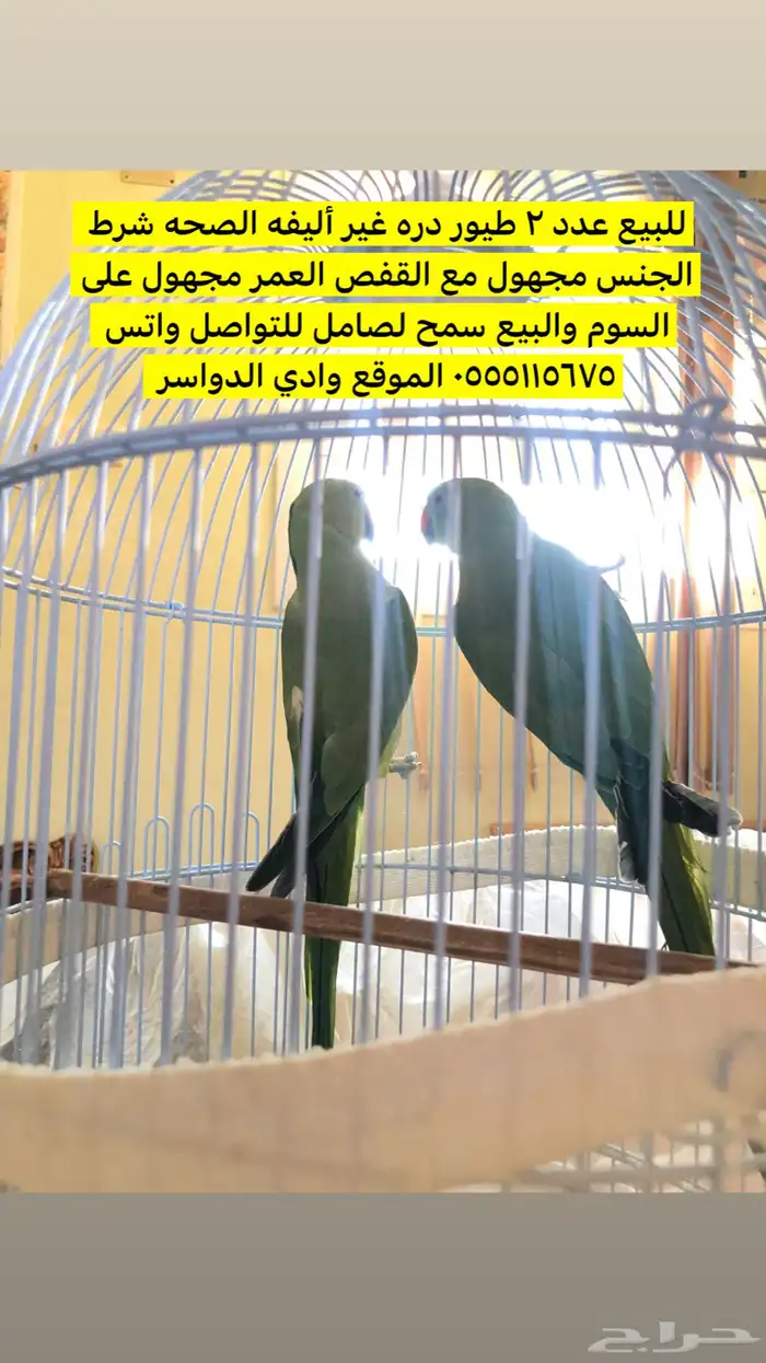 طيور دره للبيع 0