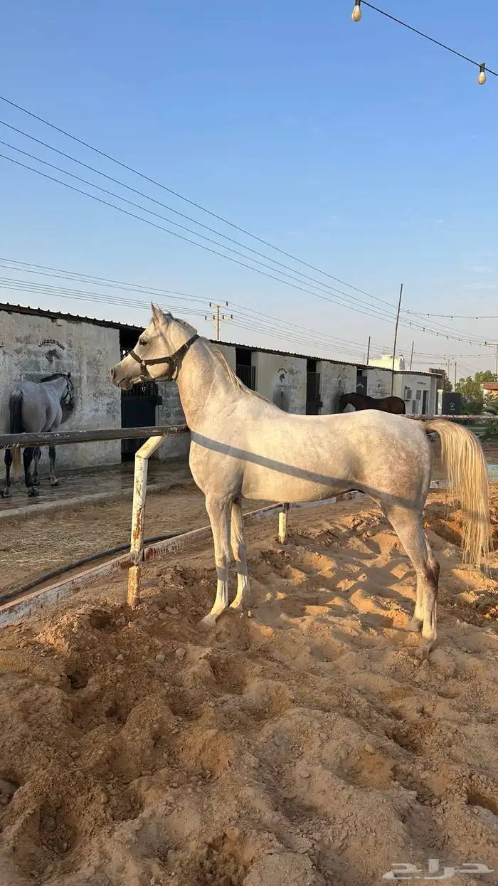حصان شعبي 1