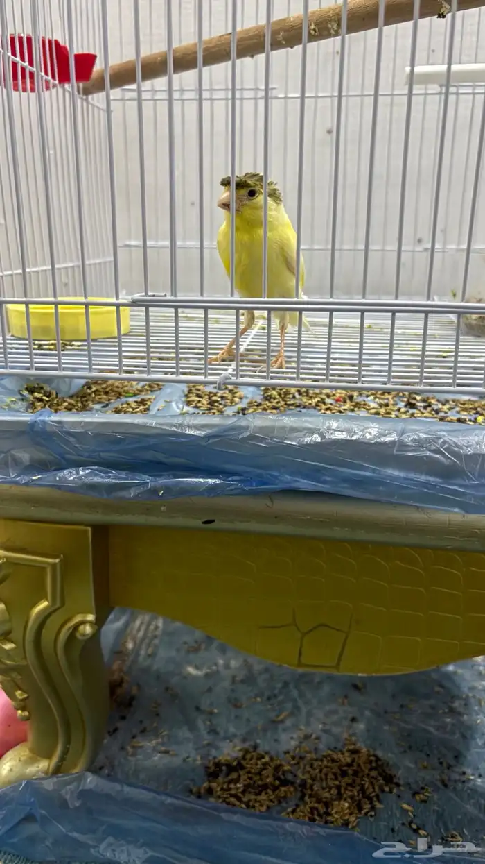 عصافير كناري كرست 0