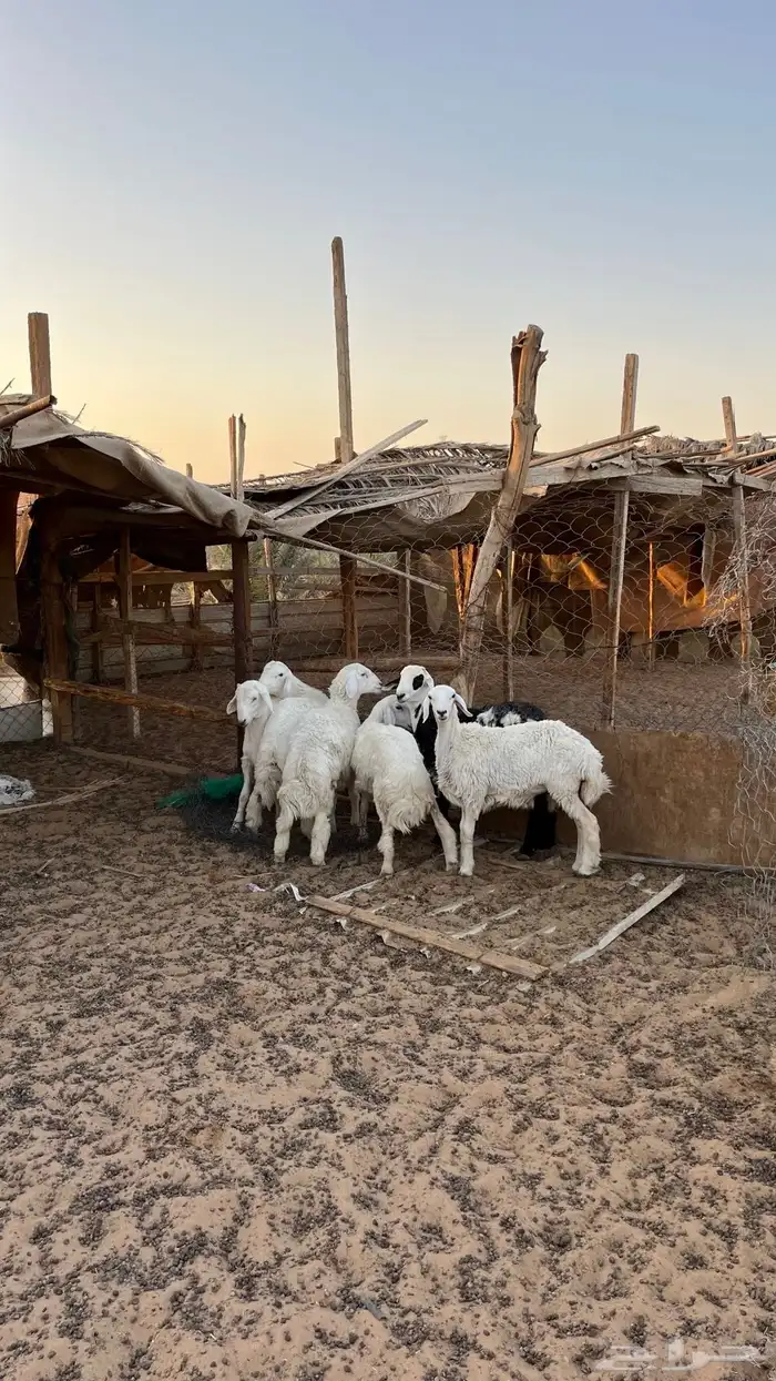 حريات طليان للبيع 4