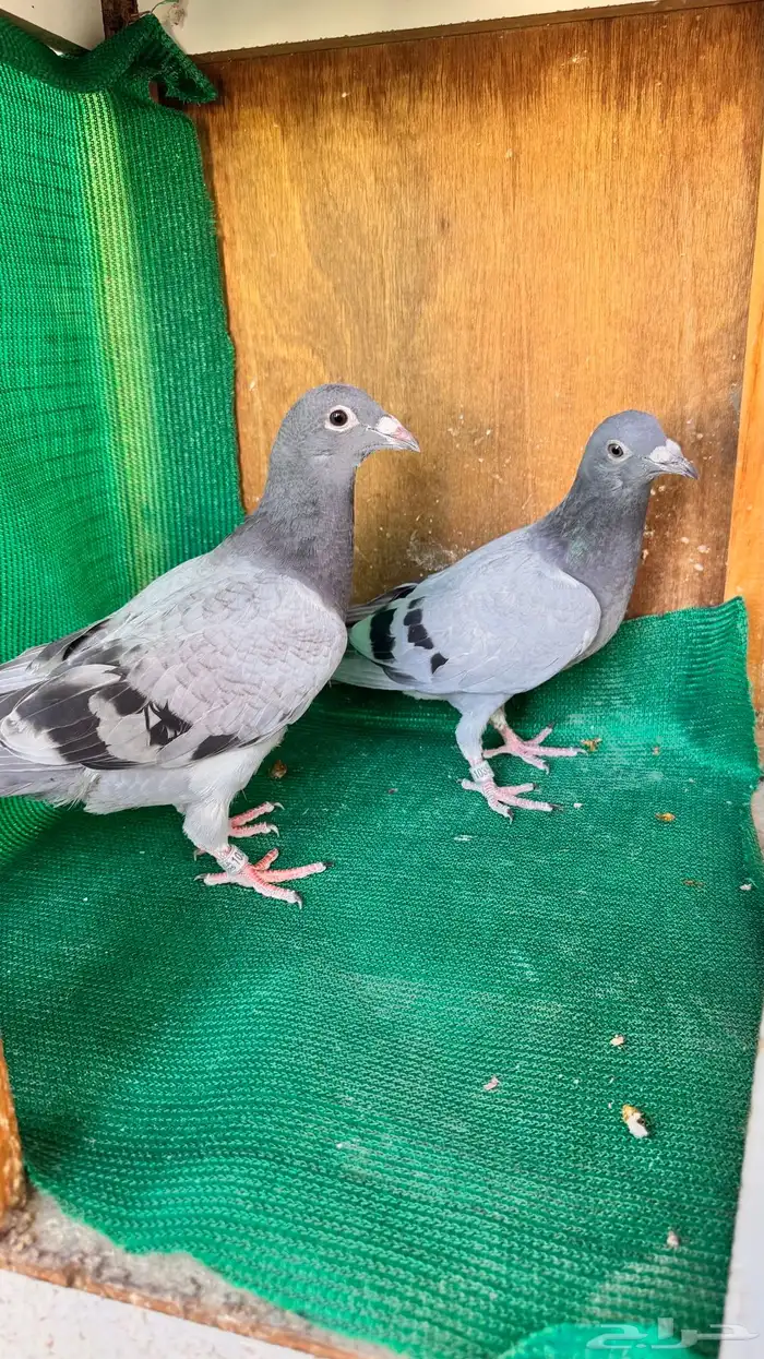 زاجل 6