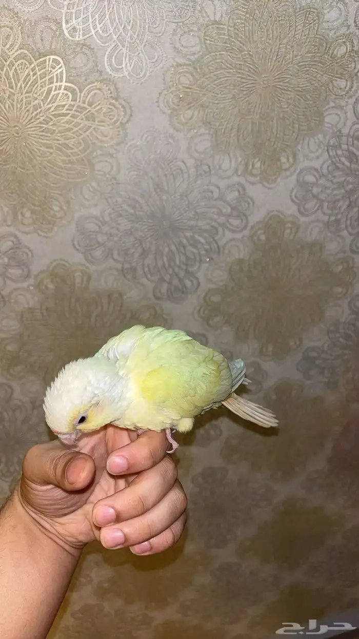 كنيور مون شيك هدد 3