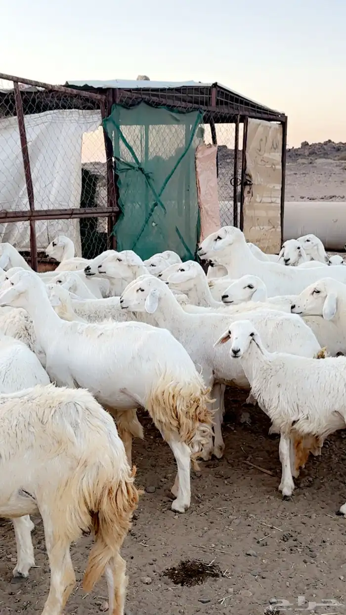 رخال دفيع غنم مقنوي ومراح قرايب بفحلها 4