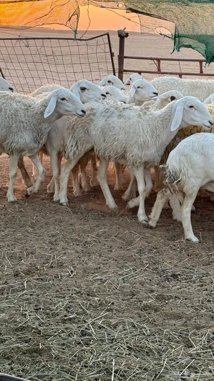 غنم حريات صنف للبيع 3
