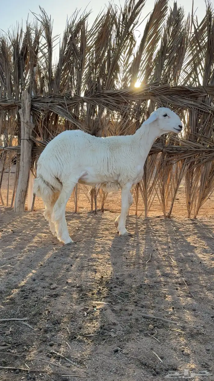 رخل حريه صنف ومعرفه تم البيع 0