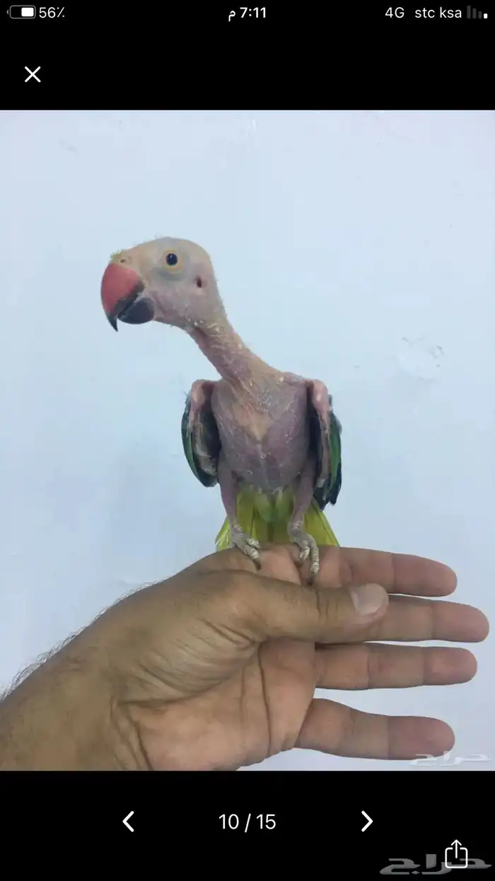 انثى دره منتجه 0