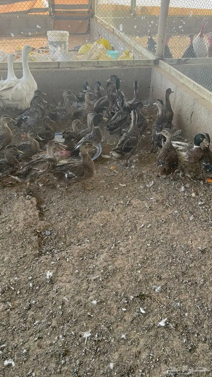 حبشي دجاج رومي بط قطا حجل فزنت 4