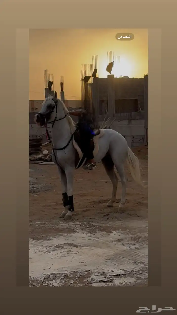خيل عربي للبيع 2