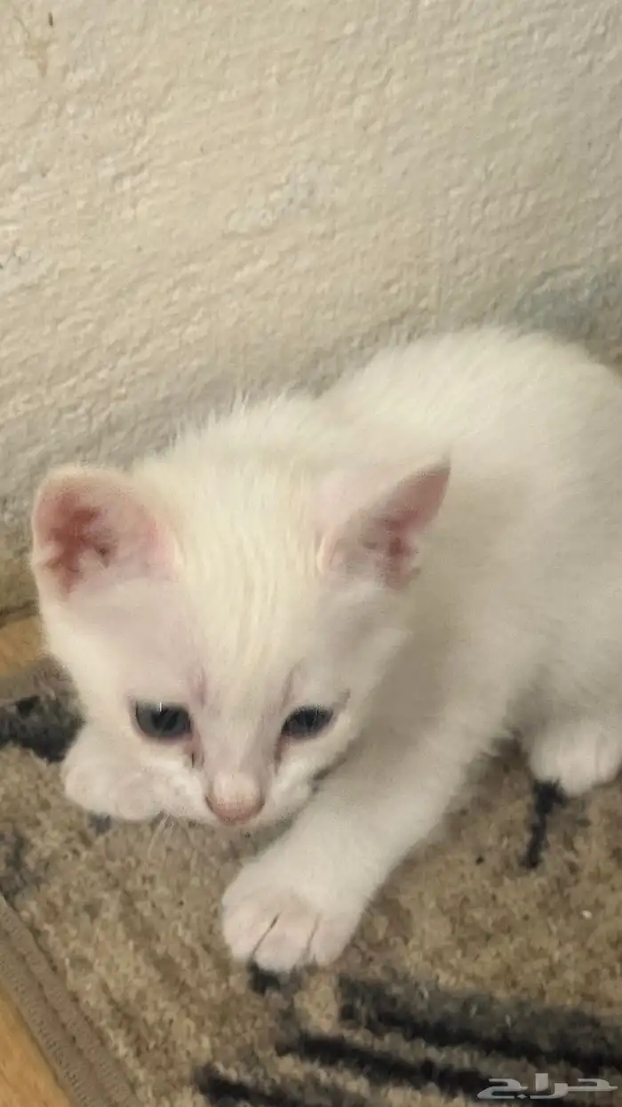 حيوانات قطط 5