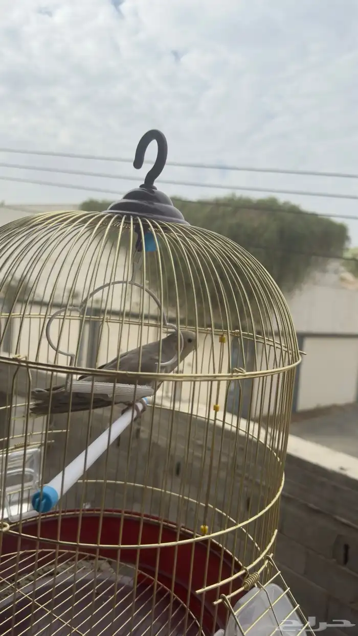 طاير كروان نشيط لا اعلم ماجنسه اعتقد ذكر أبيعه 300 1