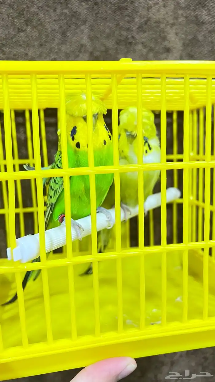 كناري ذكر وجوز طيور حب هوقو 7
