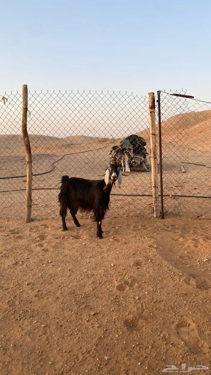 عنز دافع عارضيه 2