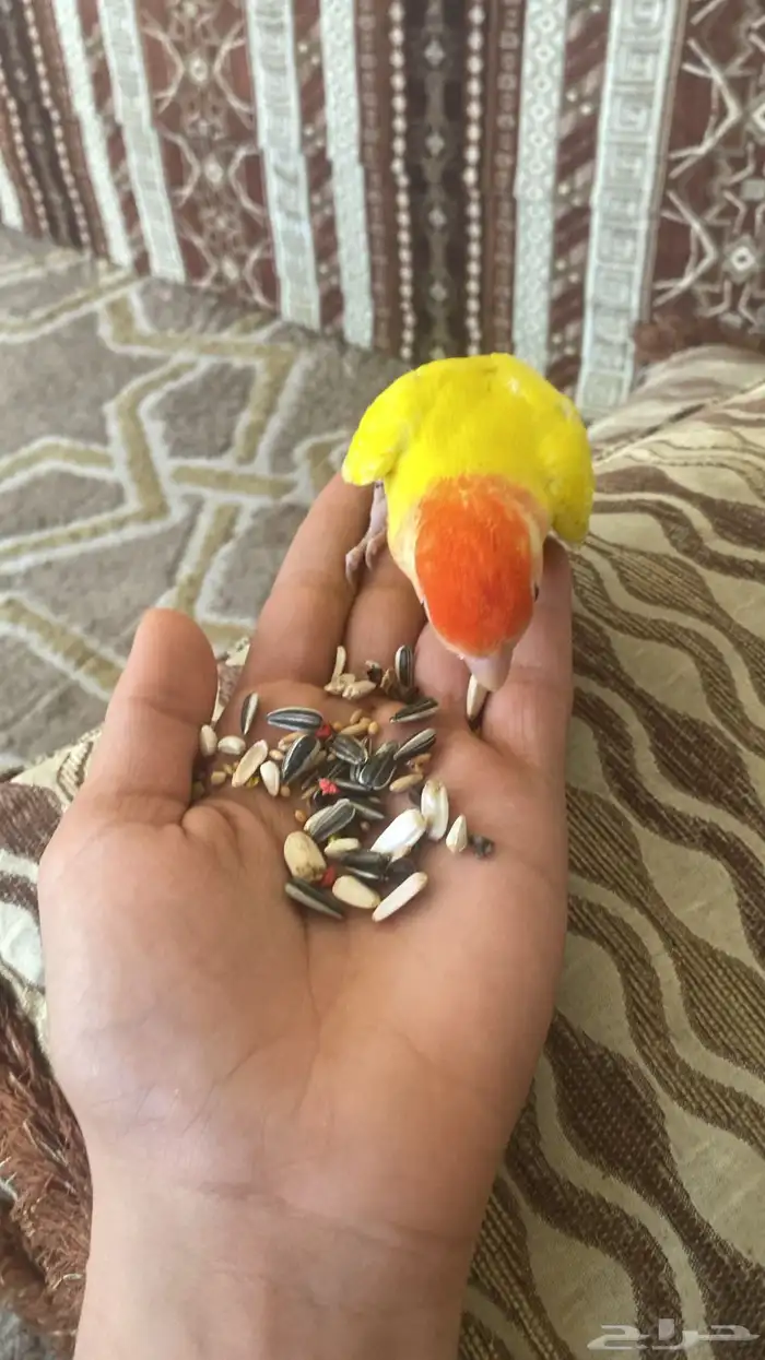 عصفور روز اليف 0