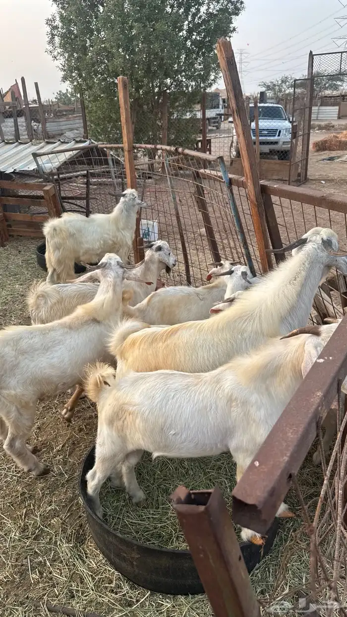 تيوس بدوية 3