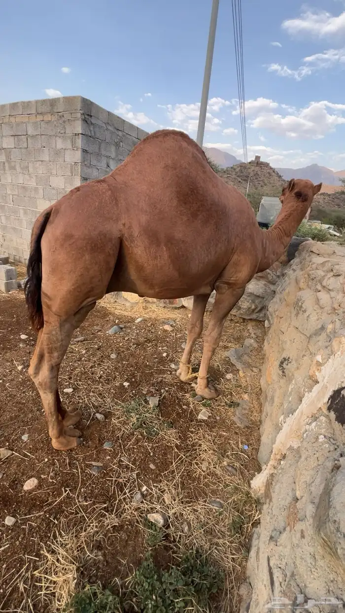 قعود للبيع ساحلي احمر 0