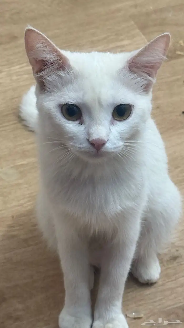 حيوانات قطط 2