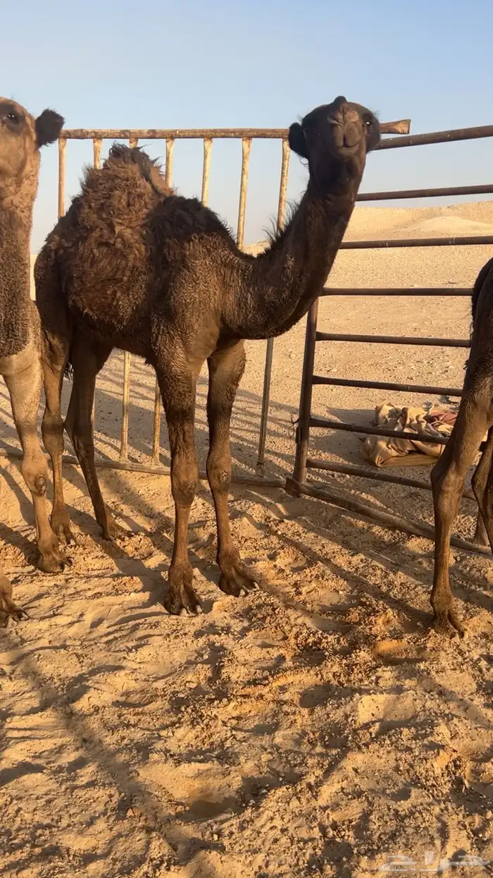 للبيع قعود حوار آصفر كفو 0