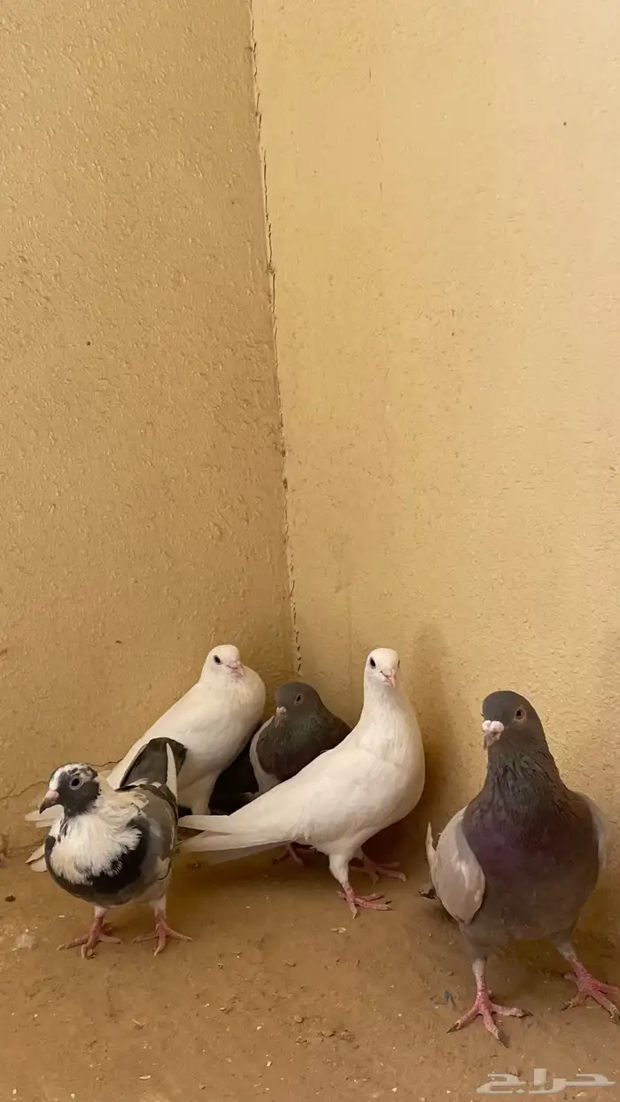 حمام لاحم 0
