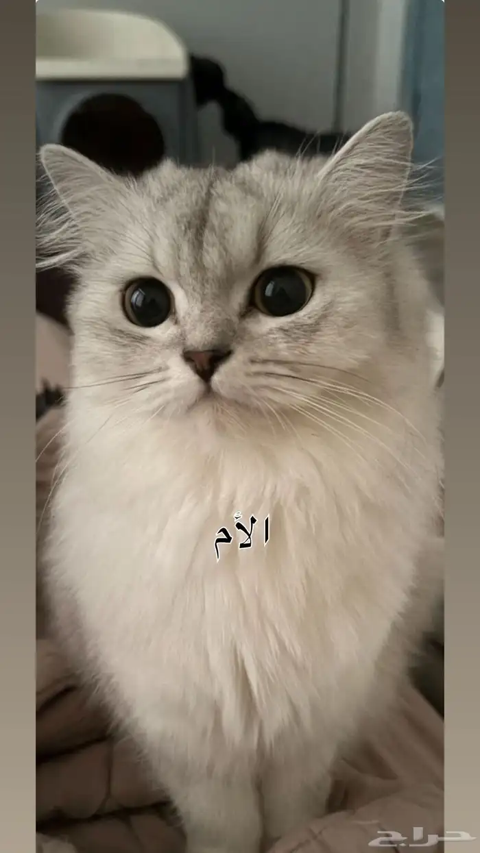 قطط سكوتش للبيع 4