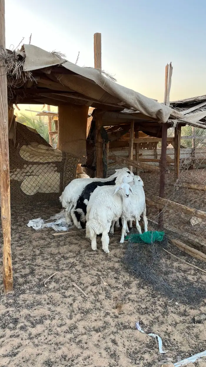 حريات طليان للبيع 2