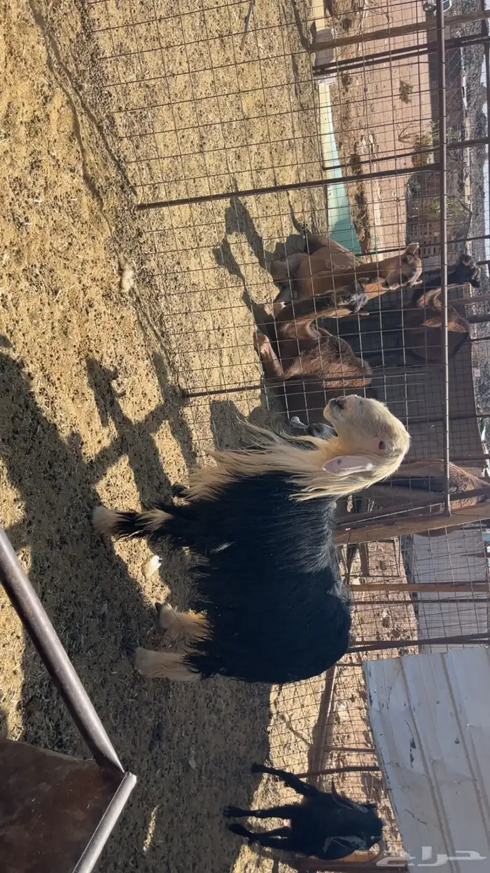 طلي نجدي فحل صنف (تم البيع) 2