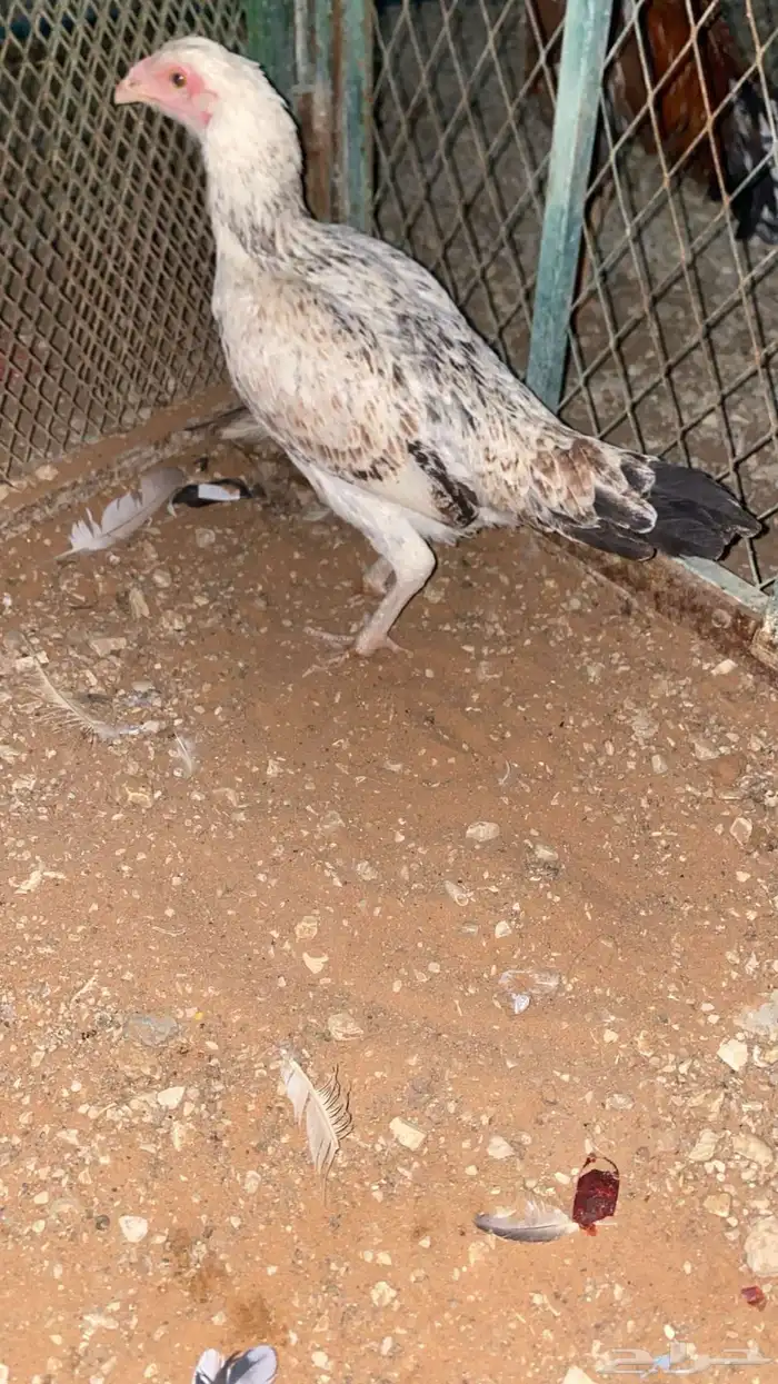 ديك فارسي ودجاجه 3
