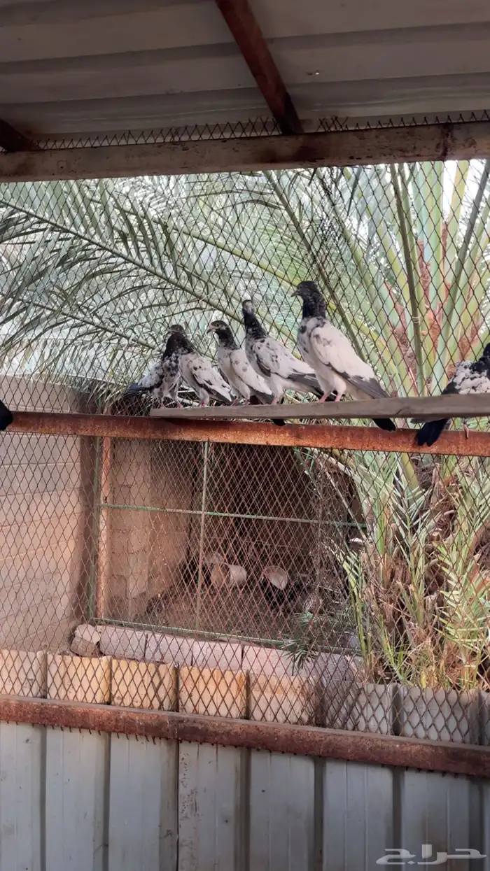 موجود طبات بكستاني مطير شرط 2
