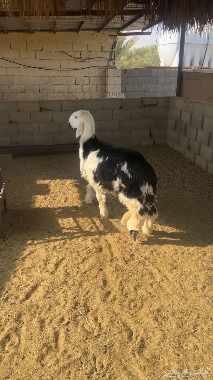 نجدي 3