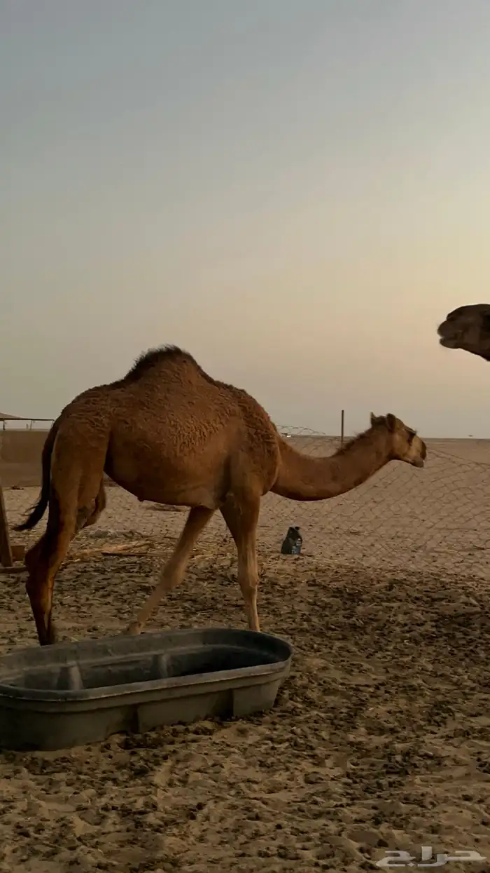 بكره ساحليه منوة القنئ 1