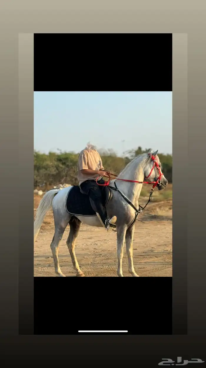 خيل عربي للبيع 4