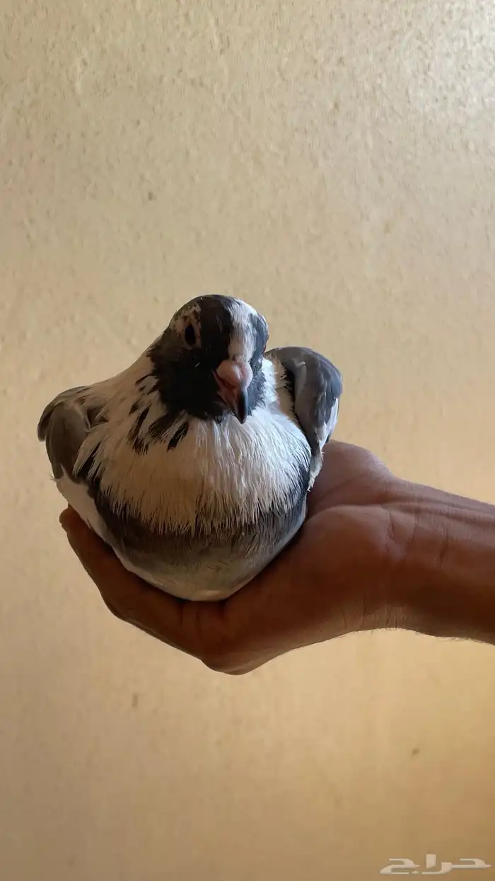 حمام لاحم 5