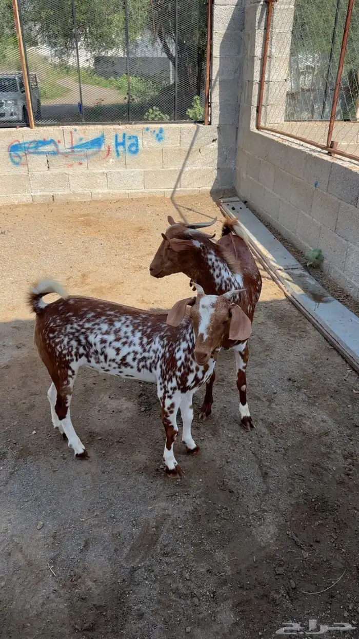 تيس فحل امرخ فاااخر جدا 3