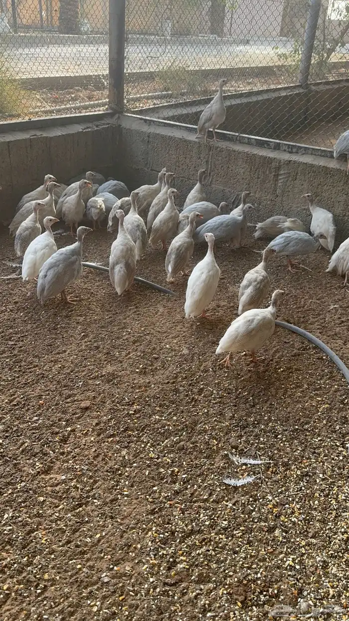 حبشي دجاج رومي بط قطا حجل فزنت 0