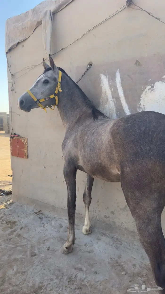 مهر شعبي 1