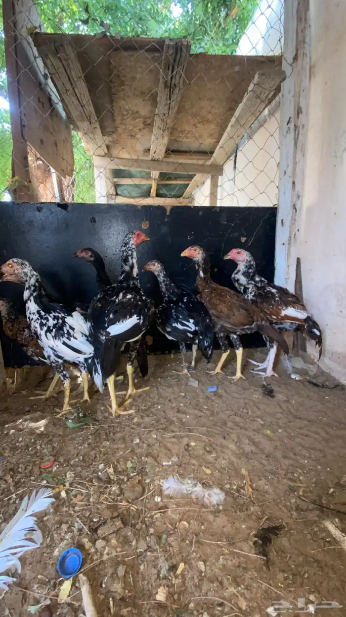 فروخ سندي بيور فواخر 15