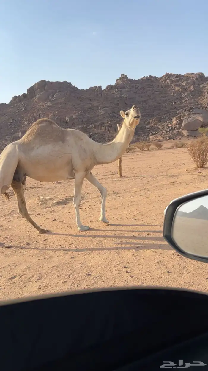 ناقه شقحاء كفو ميت ولدها ومضربها بعير كفو باقي مبينت عليه 1